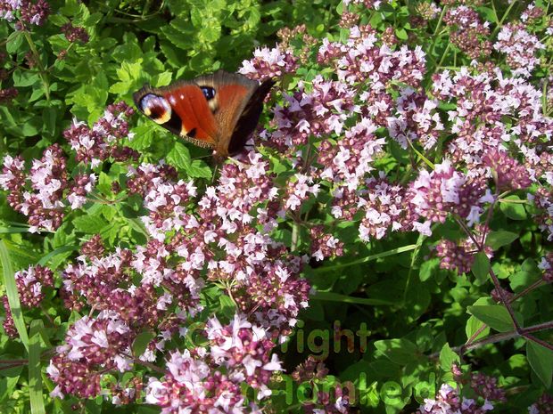 2 Pflanzen Marokkanische Minze Marokko Mentha spicata var. Crisp