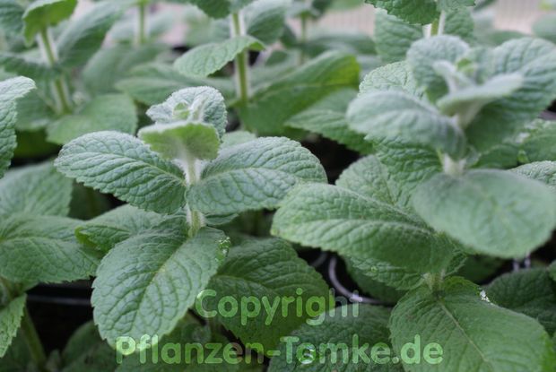 2 Pflanzen Apfelminze Mentha suaveolens