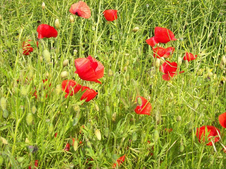 blühender Klatschmohn, Papaver rhoeas