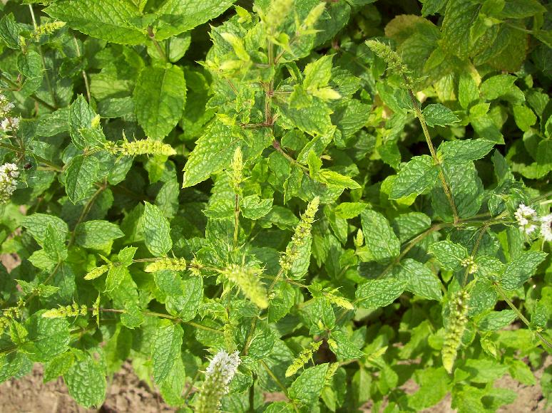 Marokkanische Minze Marokko Mentha spicata var. Crispa - mit Knospen