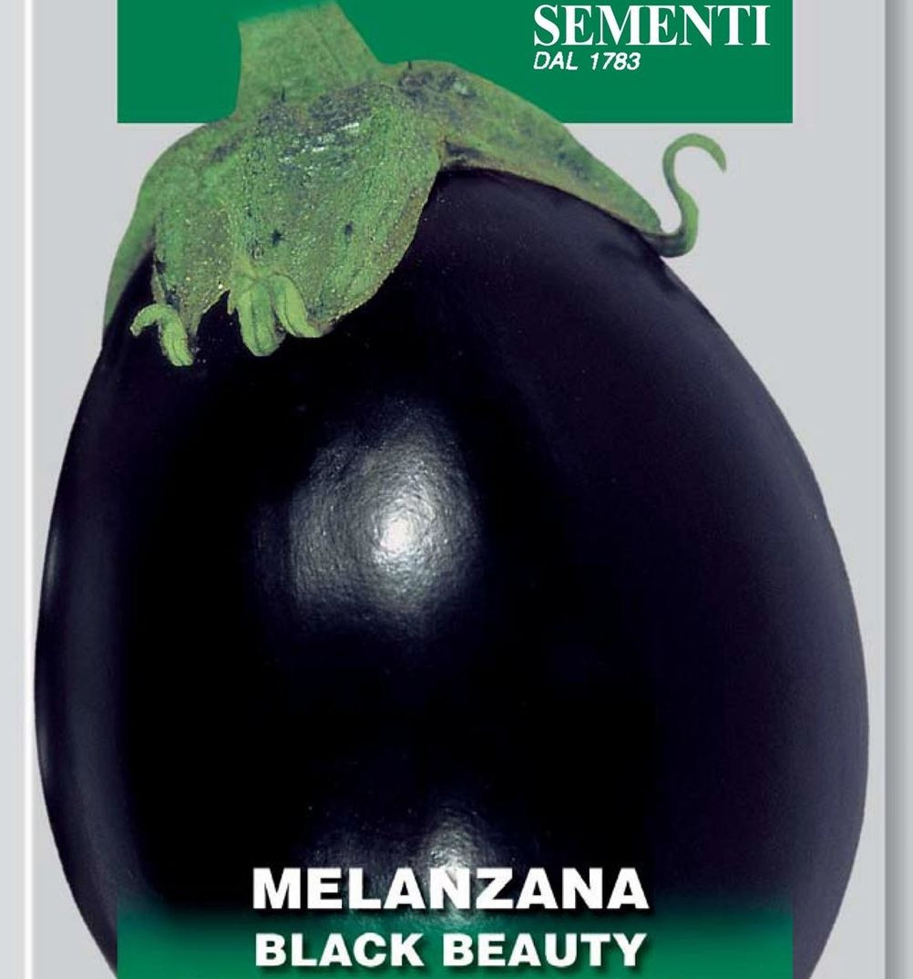 Auberginen Black Beauty, Samen, Solanum melongena, mittelgross