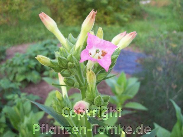 Tabaksamen Burley Panama Nicotiana tabacum