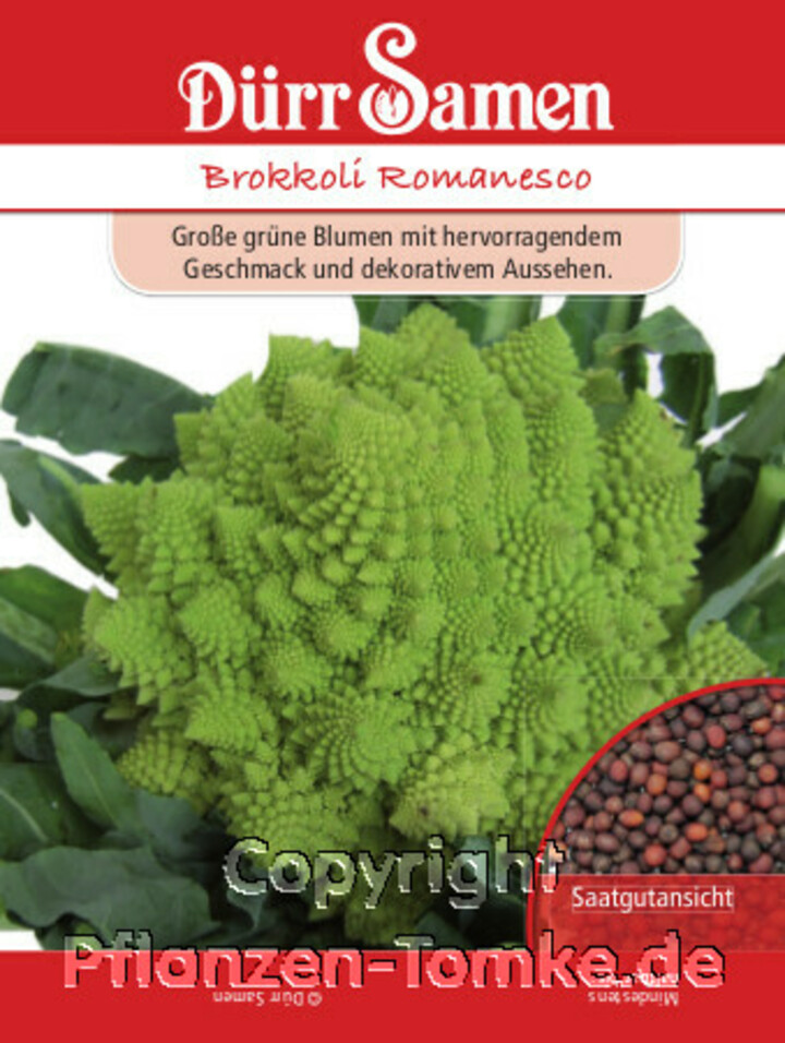 Brokkoli Romanesco, Große grüne Blumen mit hervorragendem