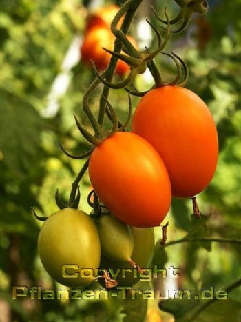 Tomaten Pflanzen, ab April