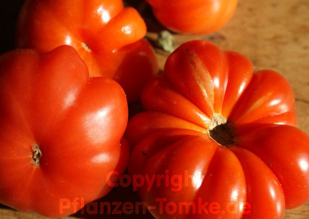 Tomatensamen Costoluto Fiorentino Fleischtomate Lycopersicum l.