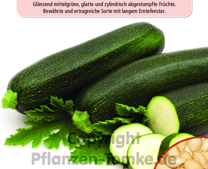 Zucchini Diamant F1, Cucurbita pepo, schöne, glänzend mittelgrün