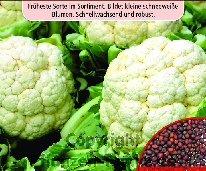 Blumenkohl Erfurter Zwerg, Samen, Brassica oleracea