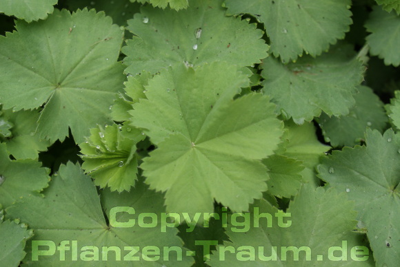 Weicher Frauenmantel Alchemilla mollis