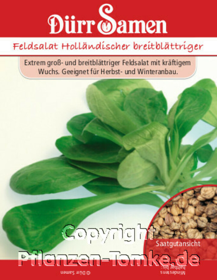 Holländischer breitblättriger Feldsalat Samentüte,Holländischer breitblättriger Feldsalat, Valerianella locusta