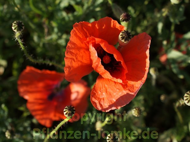 Echter Klatschmohn Samen Papaver rhoeas