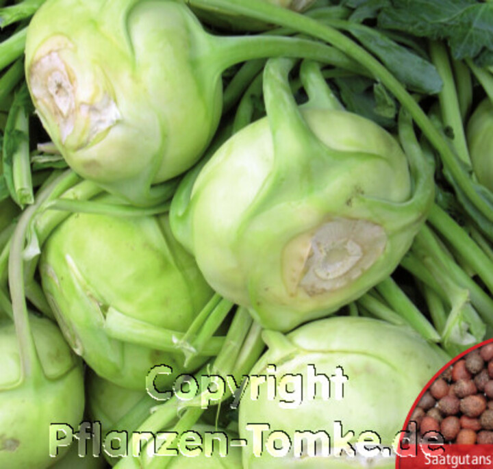 Kohlrabi Superschmelz, Riesen-Kohlrabi, butterzart, schoßfest, S