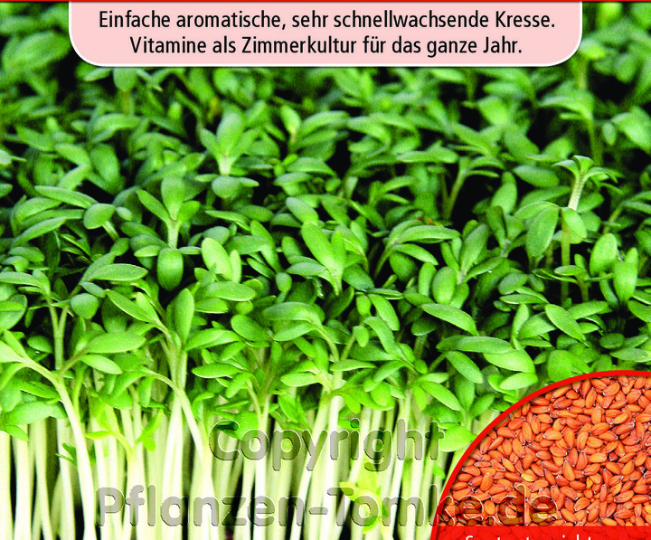Gartenkresse einfache, Lepidium sativum, Samen, Duerr