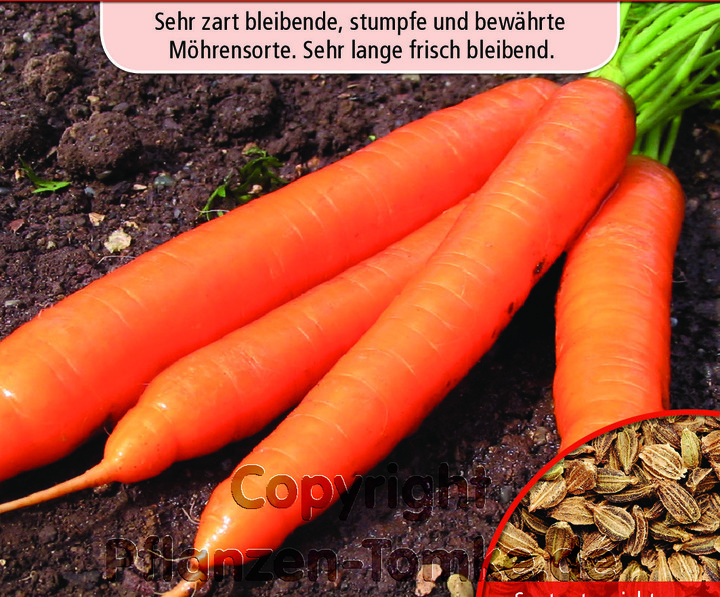 Möhren, Wurzeln, Lange rote stumpfe, Daucus carota