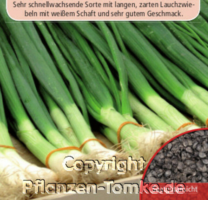 Lauchzwiebeln Lange Weiße, Allium cepa, Samen Dürr