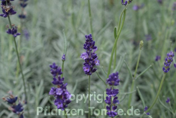 Lavendel