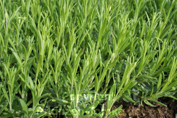 3 Lavendelpflanzen Dwarf Blue Lavandula augustifolia 3 Lavendelpflanzen Dwarf Blue Lavandula augustifolia