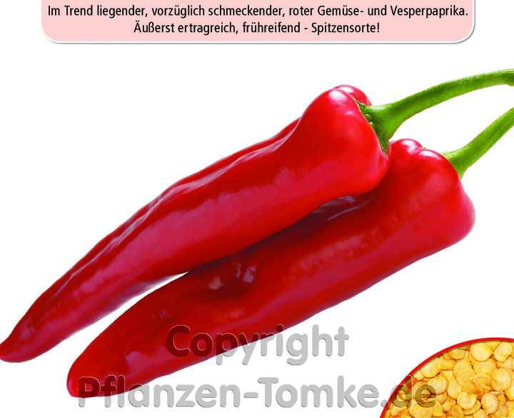 Vesperpaprika Palermo RZ F1, Capsicum annuum, Im Trend liegender