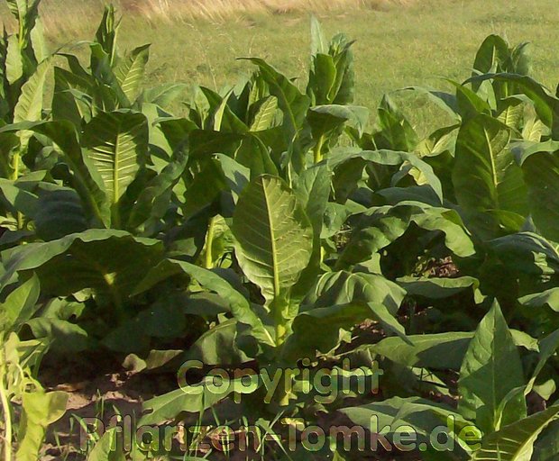 Tabaksamen Samsoun Orient Nicotiana tabacum