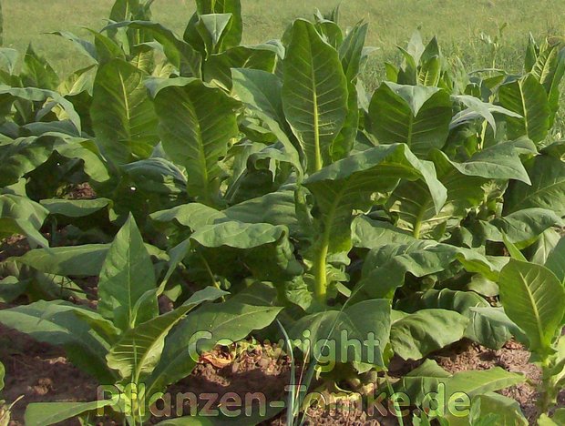 Tabak Samen Fogeu Nicotiana tabacum