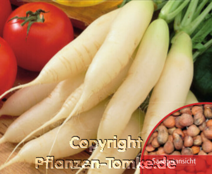 Radies Eiszapfen, Raphanus sativus, Samen, Dürr,Radies Eiszapfen, Raphanus sativus, Samen