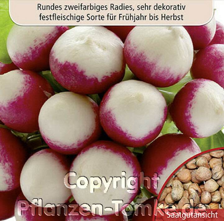 Radies Halbrot-Halbweiß, Samen, Dürr