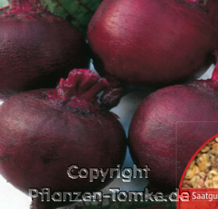 Rote Bete, Rote Rüben, Rote Kugel, Beta vulgaris, Samen