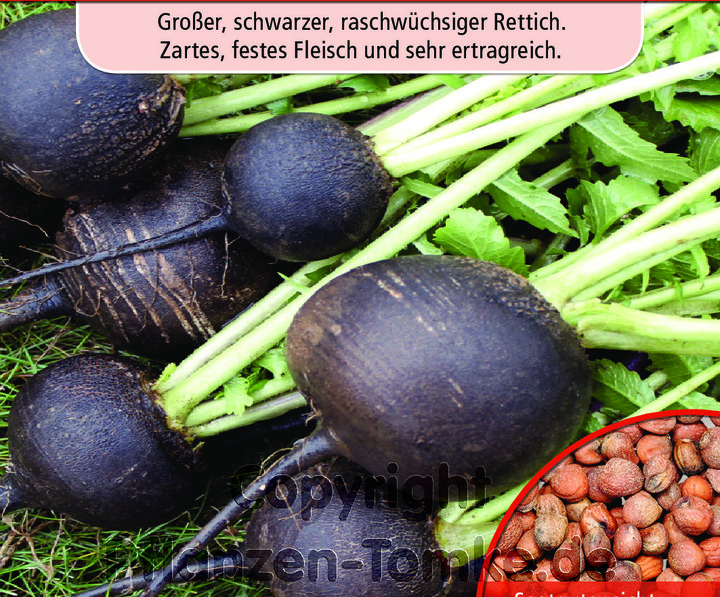 Rettich Runder schwarzer, Raphanus sativus, Samen Dürr,Rettich Runder schwarzer, Raphanus sativus, Samen Dürr