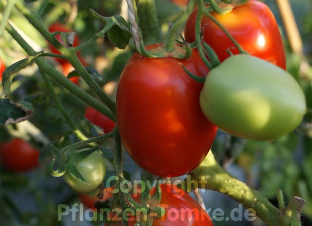 tomate de Buschtomate Roma 