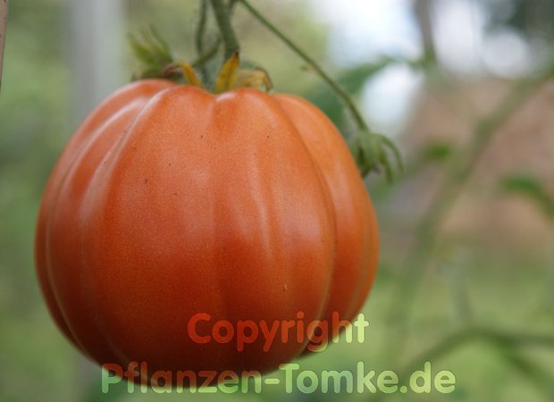 Tomatensamen Red Pear Fleischtomate Lycopersicum l.