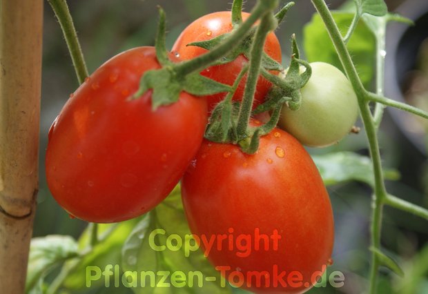 Tomatensamen Rio Grande Buschtomate Lycopersicum l. Tomatensamen Rio Grande Buschtomate Lycopersicum l.