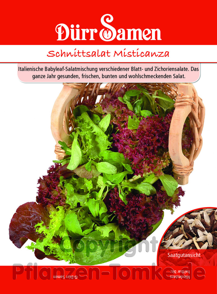 Schnittsalat Misticanza, Lactuca sativa, Italienische Babyleaf-Salatmischung, Samen Dürr,Schnittsalat Misticanza, Lactuca sativa, Italienische Babyleaf-S
