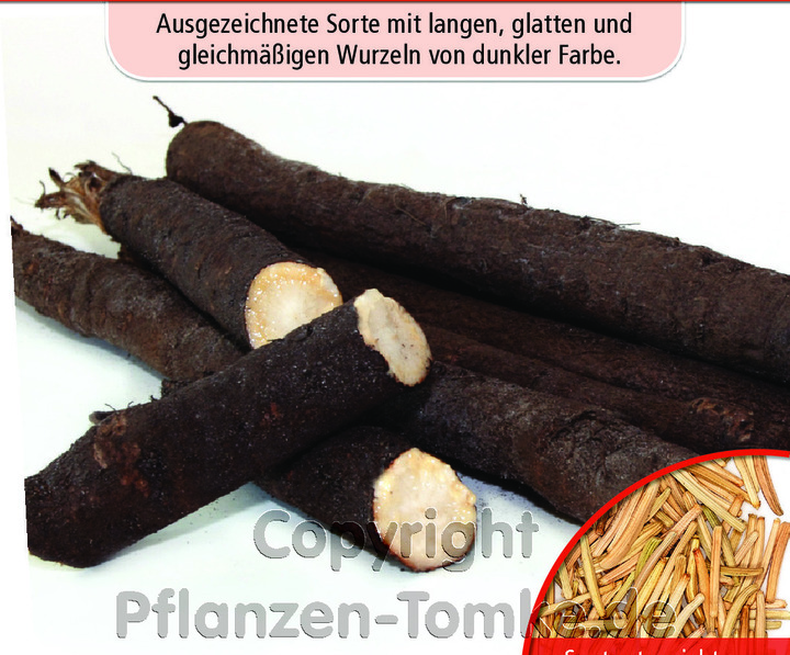 Schwarzwurzeln Einjährige Riesen, Scorzonera hispanica