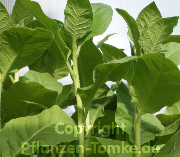 6 Tabak Pflanzen Smyrna Orient Nicotiana tabacum