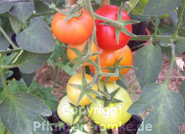 Tomatensamen Ace 55 VF