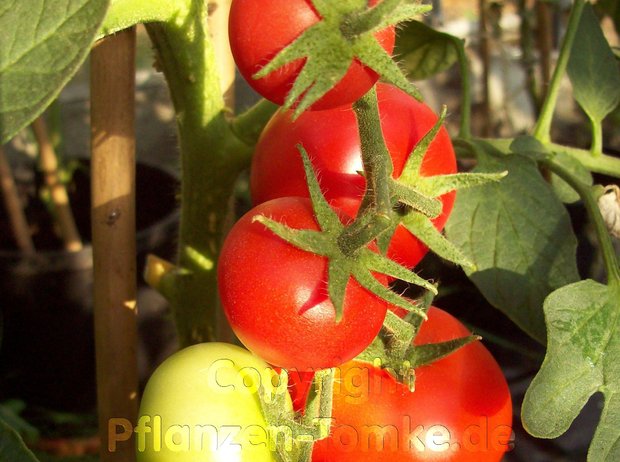 Tomaten Samen Saint Pierre Stabtomate Lycopersicum l.