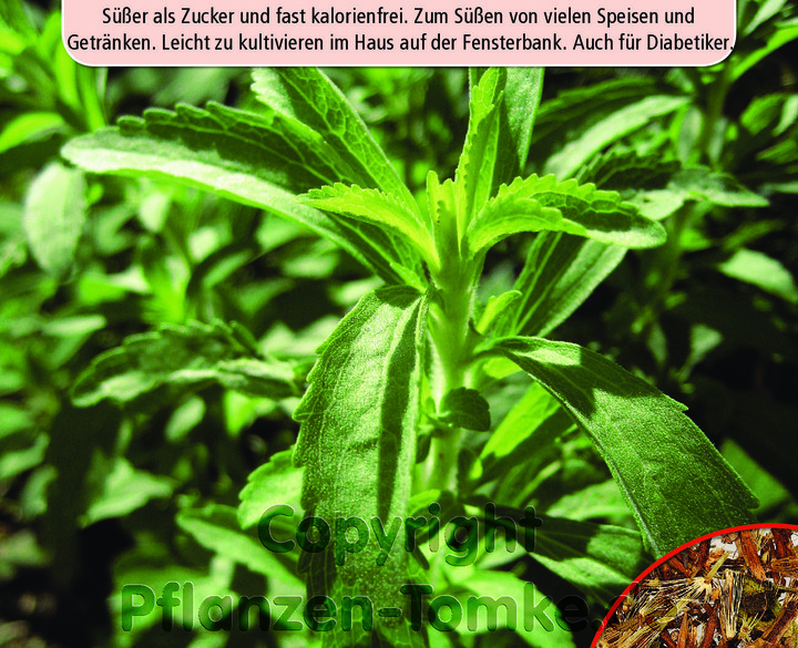 Süßkraut, Süßblatt, Stevia, Stevia rebaudiana, Süßer als Zucker