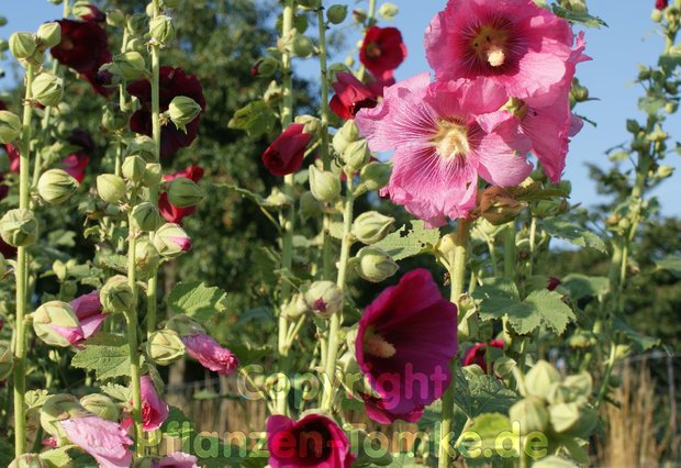 Stockrose Samen, Alcea rosea