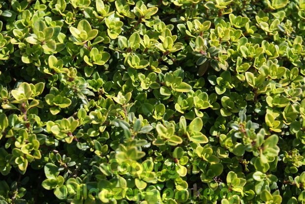 Zitronenthymian Aureus Thymus citriodorus Zitronenthymian Aureus Thymus citriodorus