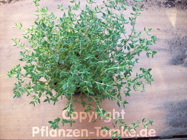 Küchenthymian Thymus vulgaris Küchenthymian Thymus vulgaris