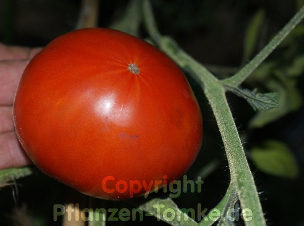 Tomatensamen Pantano Fleischtomate Lycopersicum l.