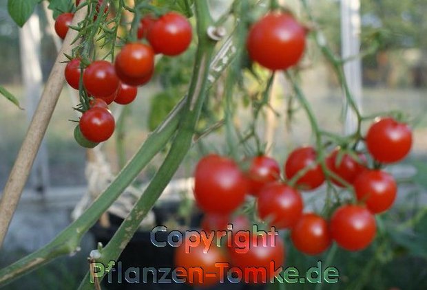 Tomaten Samen Tondino Maremmano  Coctailtomate  Lycopersicum l.