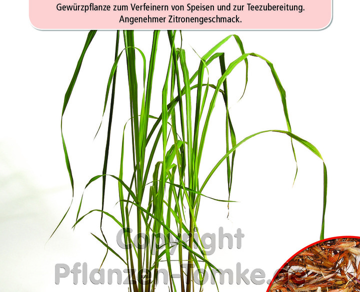 Zitronengras East Indian, Cymbopogon flexuosus. Gewürzpflanze